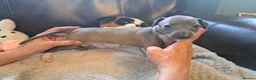 Italian Greyhound dogs for sale: KC registered Italian greyhound puppies 1 boy left - Advert 5