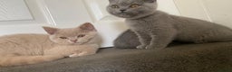 British Shorthair cats for sale: GCCF Active Championship line Blue & Lilac Kittens - Advert 23