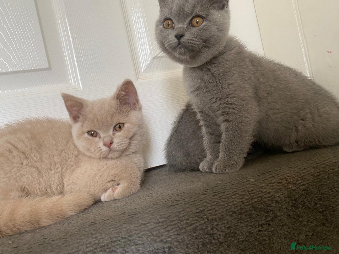 British Shorthair cats for sale: GCCF Active Championship line Blue & Lilac Kittens - Image 27
