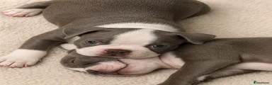 Boston Terrier Puppy 2 Male