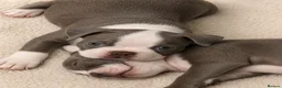 Boston Terrier dogs for sale: 🌸 Blossom's Beautiful Bostons 🌸  - Advert 12