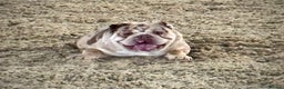 English Bulldog dogs for stud: Chocolate and tan merle For Stud  in London - Advert 2