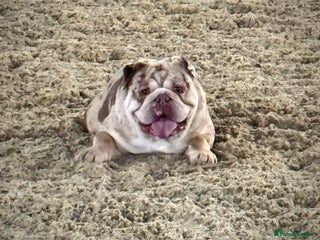 English Bulldog dogs for stud in London - Advert 1