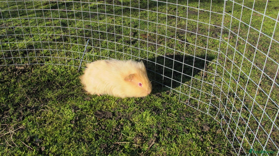 Guinea Pig rodents for sale: stunning male guinea pigs, several types & colours - Advert 11