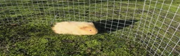 Guinea Pig rodents for sale: Male & Female guinea pigs various types & colours - Advert 10