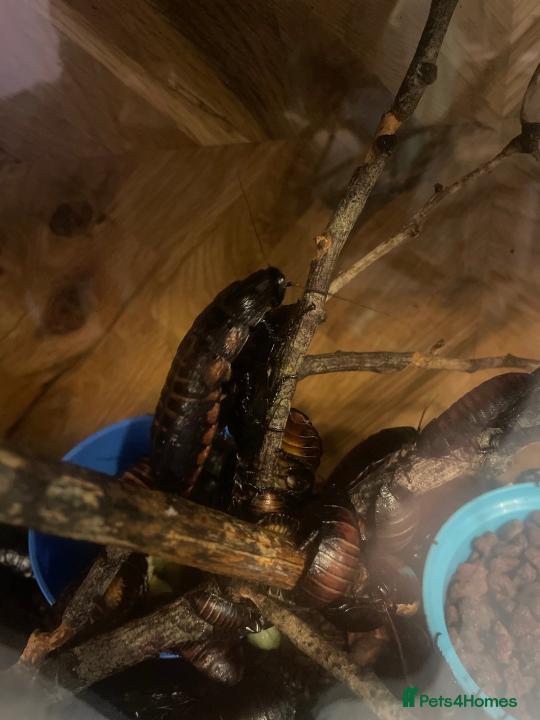 Cockroaches invertebrates for sale: Free Madagascar Hissing Cockroaches  - Image 1