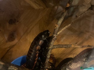 Cockroaches invertebrates - Advert 2