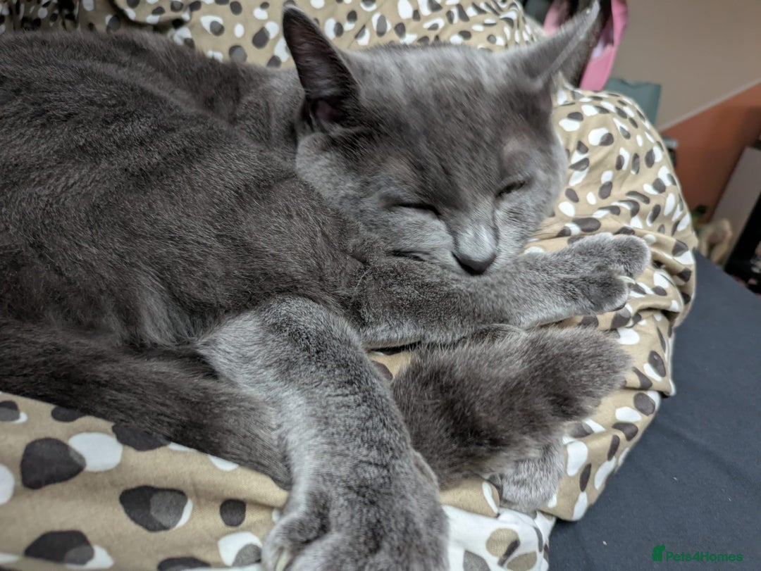 Mixed Breed cats for sale: 16 month old male cat - Image 3