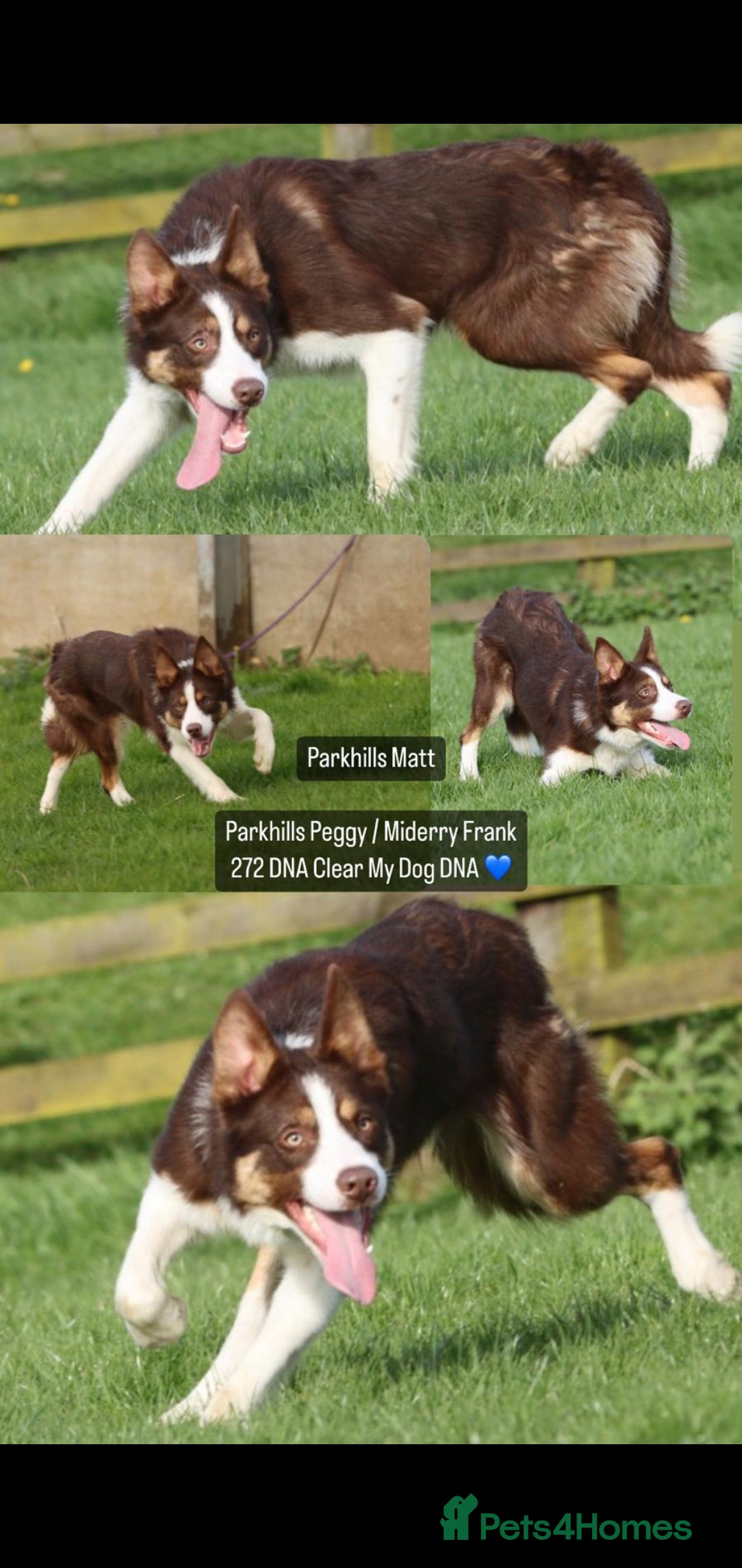 Border Collie dogs for sale: Beautiful farmhome bred Red and white Collies - Image 9