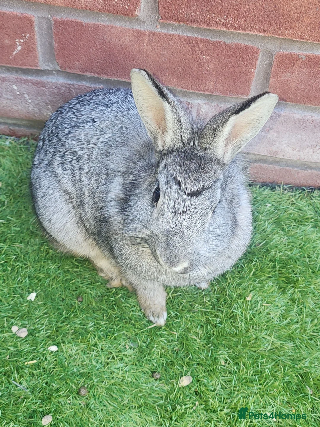 Lionhead rabbits for sale: 2 Lion heads - Advert 2