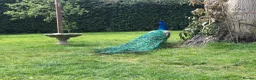 Peafowl poultry for sale: Indian Blue Peacocks for sale (3 males, 1 female)  in High Wycombe - Advert 7