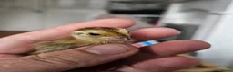 Quail poultry for sale: Various aged quails - Advert 5