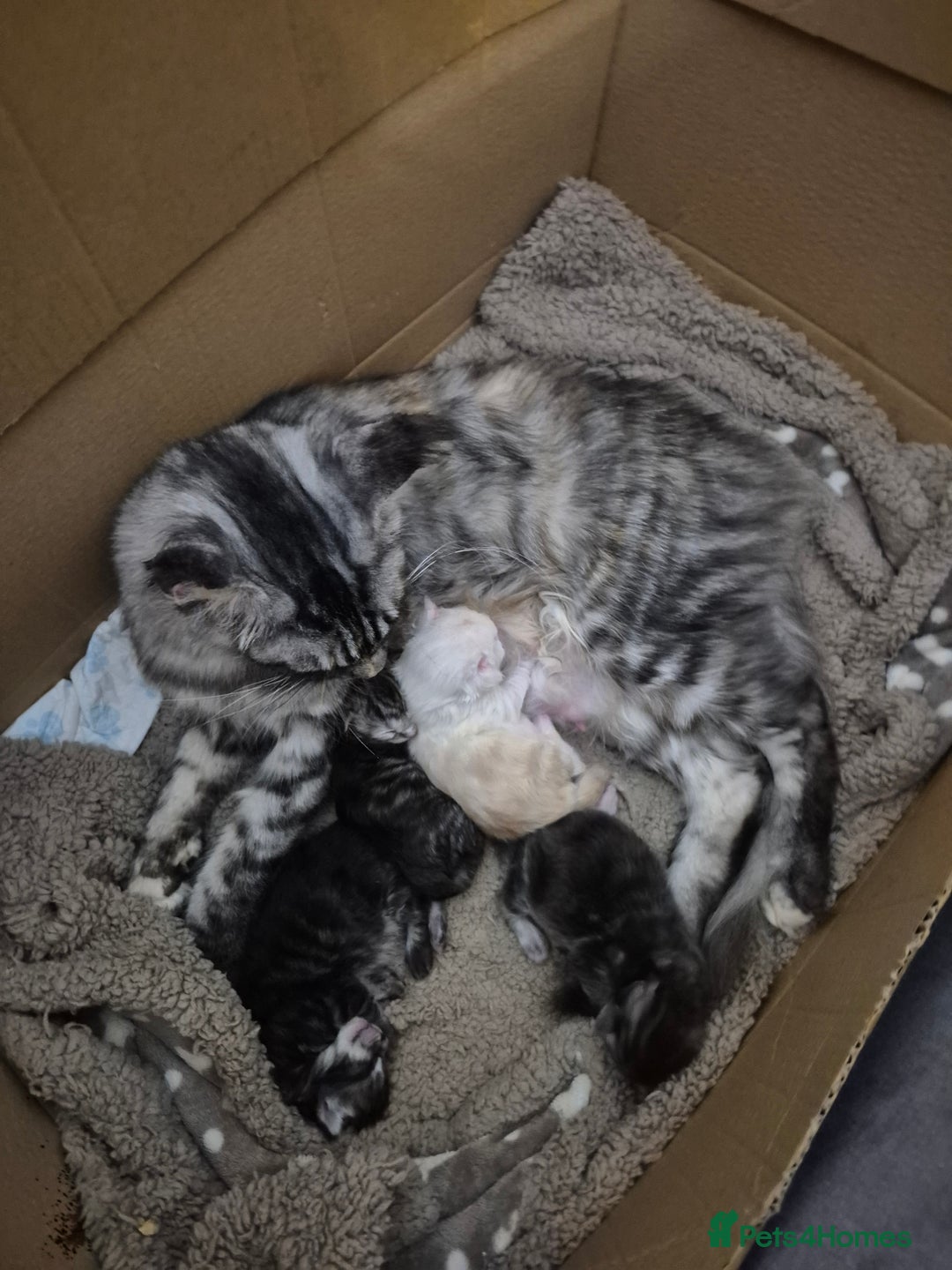 Maine Coon cats for sale: Male maine coon  - Advert 1