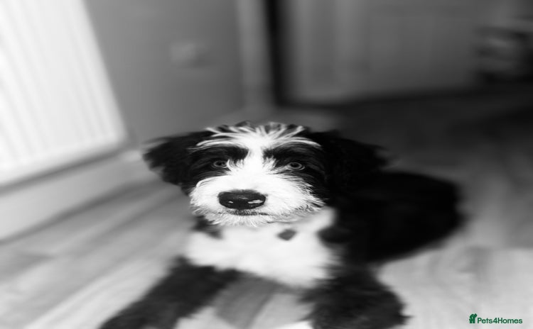 Border Collie dogs - Advert 1