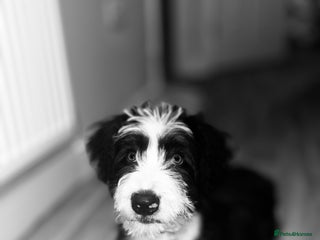 Border Collie dogs - Advert 34