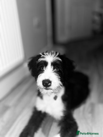 Border Collie dogs - Advert 23