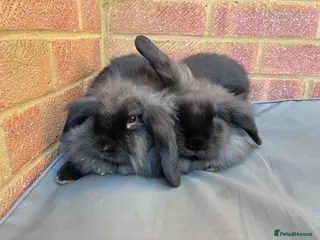 Mixed Breed rabbits Mixed breed Lionhead Lops - Advert 6