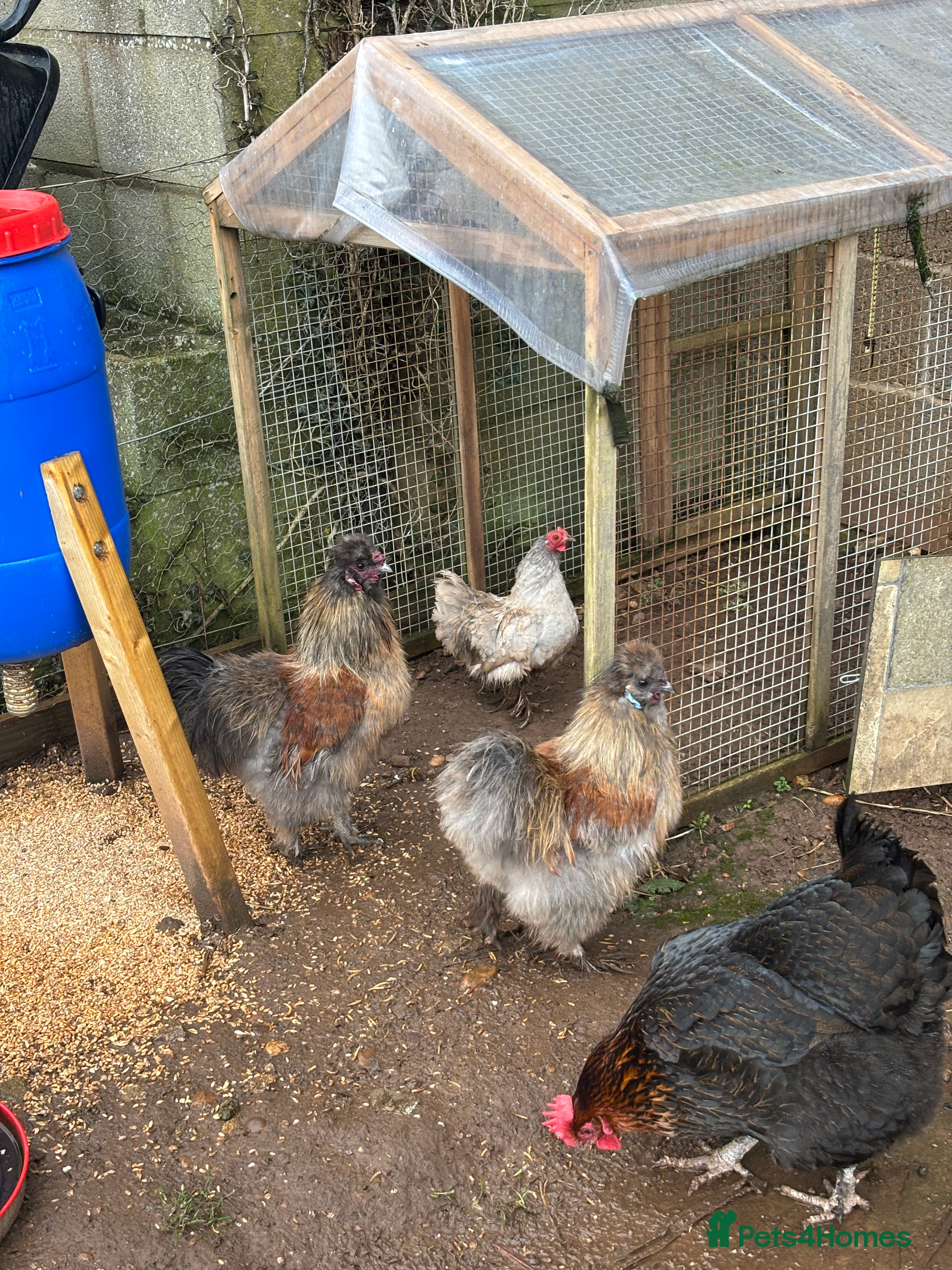 Chickens poultry Silkie Cockeral - Advert 2