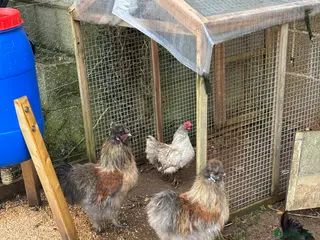 Chickens poultry Silkie Cockeral - Advert 1