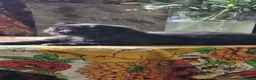 Exotic cats for sale: The sweetest black female - Advert 1