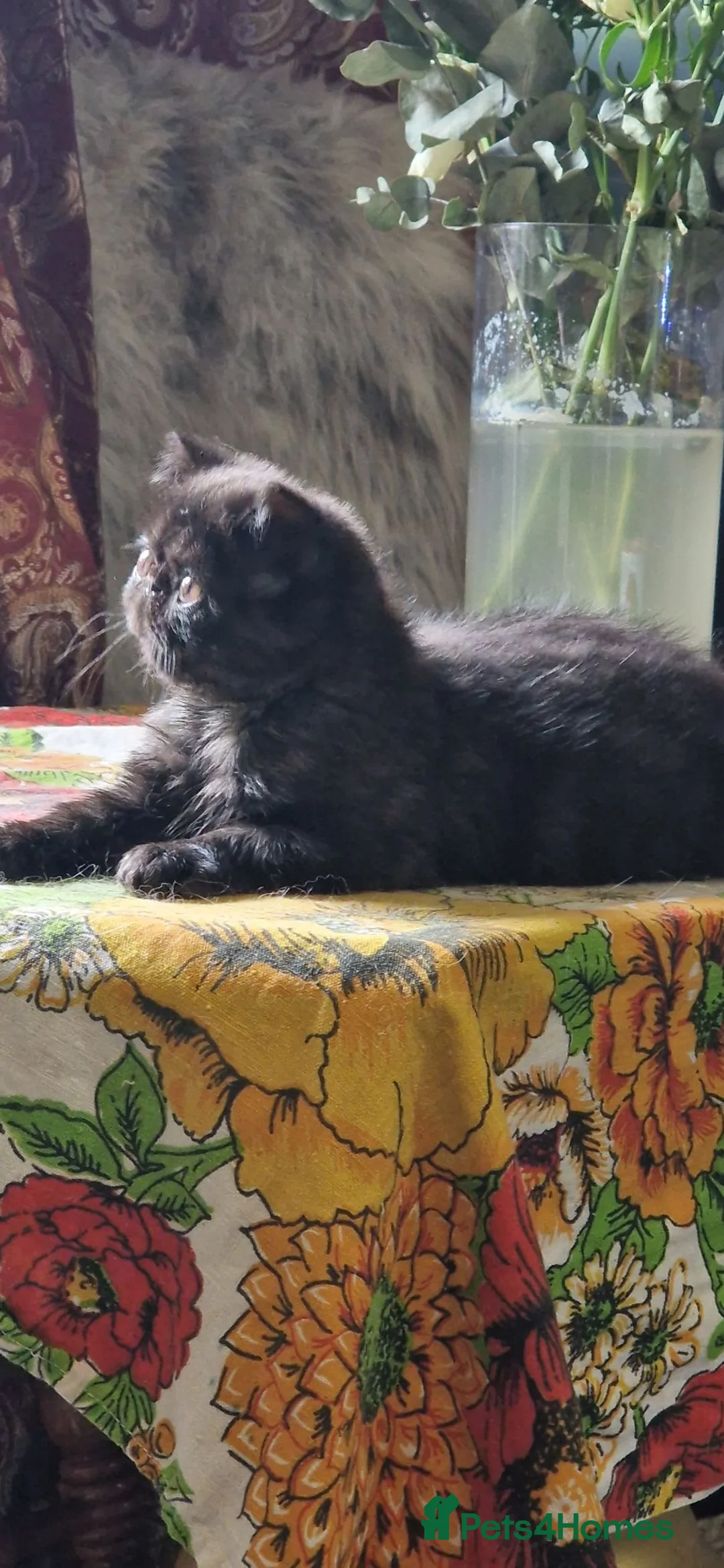 Exotic cats for sale: The sweetest black female - Advert 1
