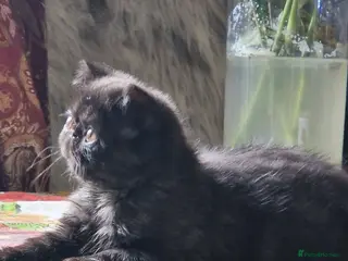 Exotic cats The sweetest black female - Advert 2
