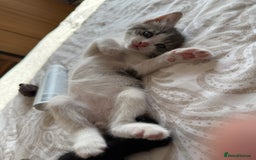 Mixed Breed cats for sale: 3 beautiful kittens available - Image 9