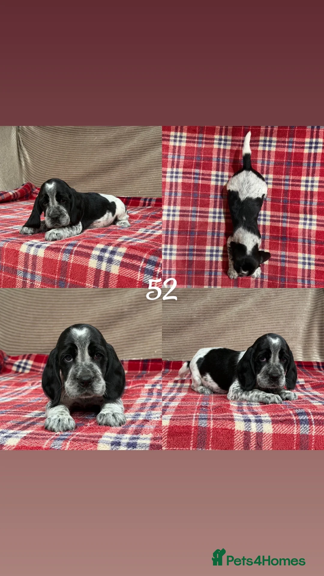 Bocker dogs for sale: STUNNING COCKER X BEAGLE PUPPIES  - Advert 18