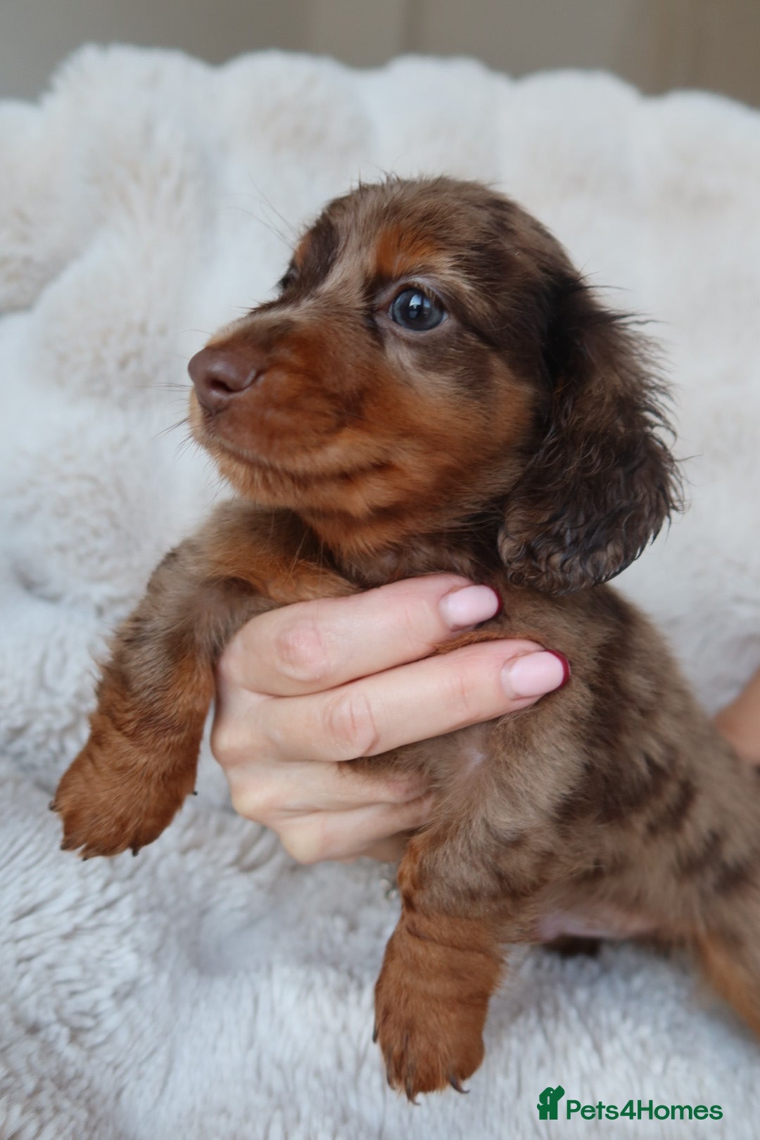 Miniature Dachshund dogs for sale: 4 male long hair miniature daschunds for sale - Advert 18