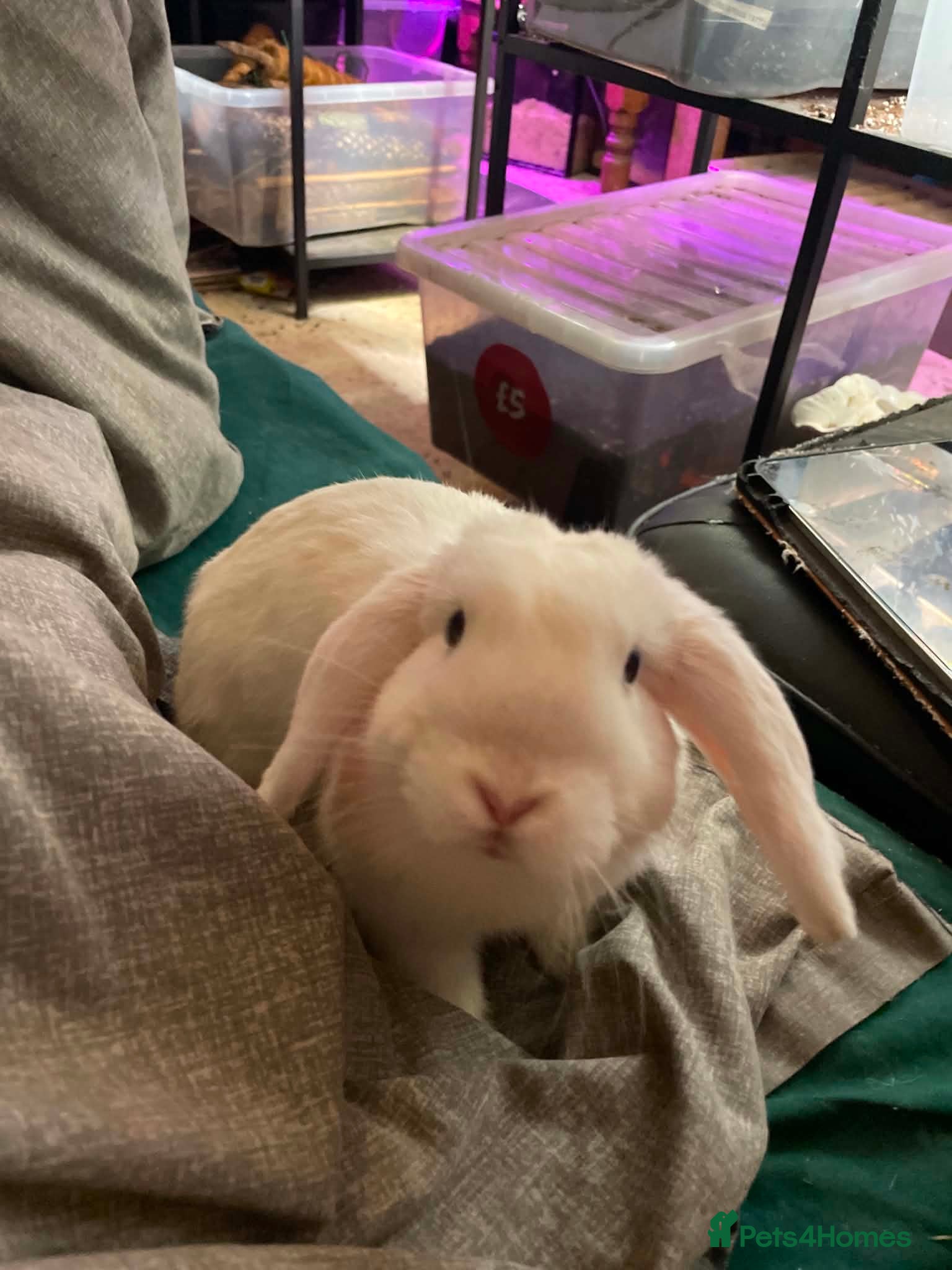 Dwarf Lop rabbits Dwarf Lop Grace - Advert 4