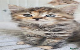 Maine Coon cats for sale: 7 Gorgeous Kittens Maine Coon Tabby Mix - Image 4