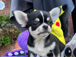 Chihuahua dogs 2 gorgeous boys - Advert 9