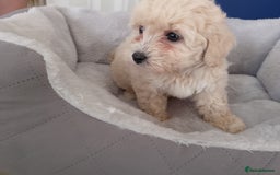 Maltipoo dogs for sale: Maltipoo puppies boy and girl available  - Image 15