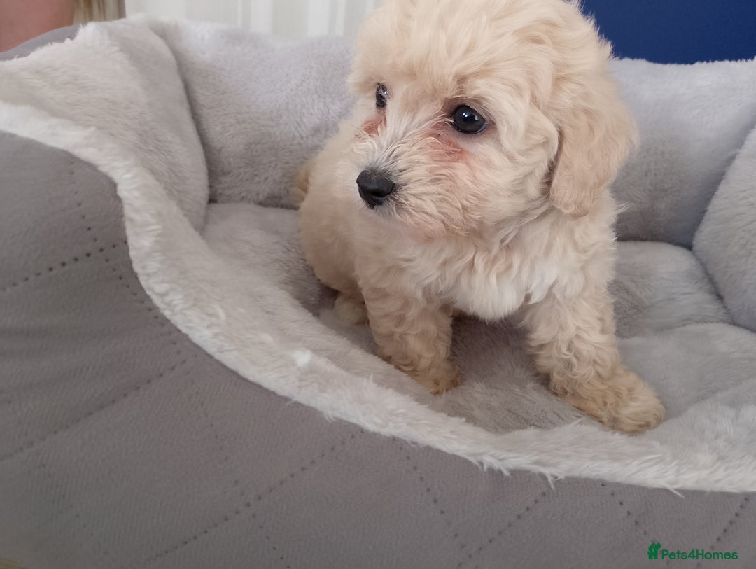 Maltipoo dogs for sale: Maltipoo puppies boy and girl available  - Image 15