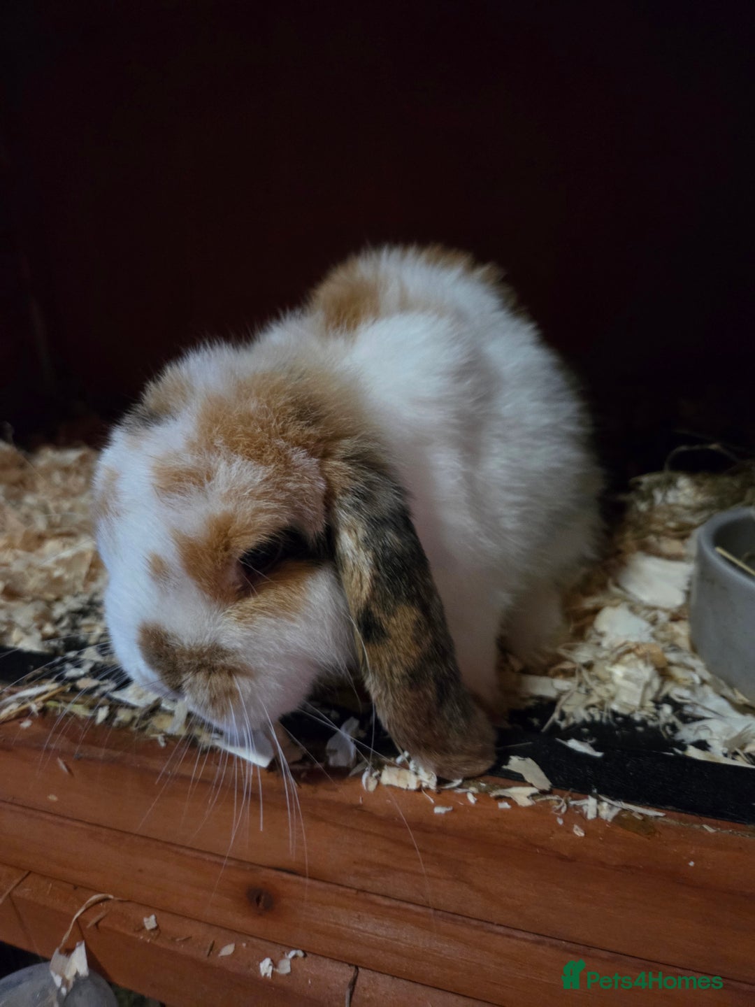 Mini Lop rabbits for sale: 💙🩷 young friendly pure bred mini lops🩷💙 - Image 5