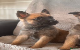 Belgian Shepherd Dog dogs for sale: Dutch Herder Puppies  - Image 18