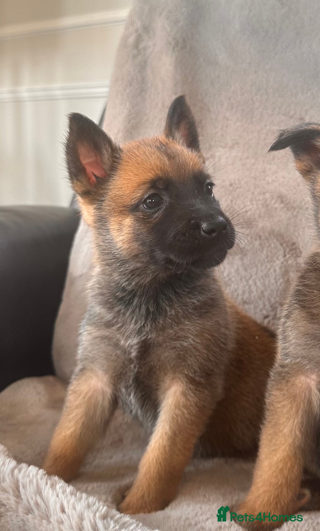Belgian Shepherd Dog dogs for sale: Dutch Herder Puppies  - Image 18