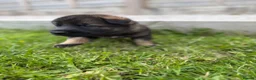German Shepherd dogs for sale: 🐾 German Shepherd Puppies – ready 18th July - Advert 23