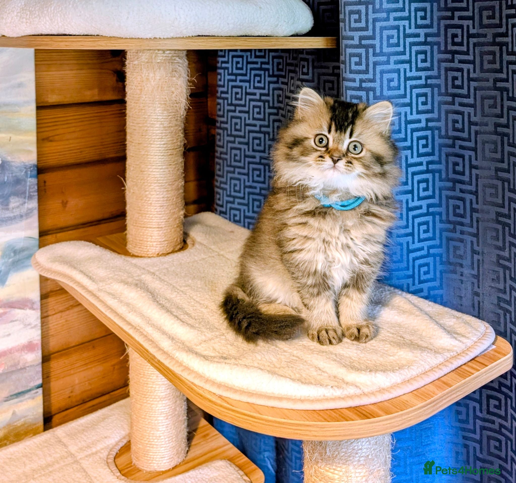 Scottish Fold cats ⭐ Ready Now Scottish straight kitten⭐ - Advert 2