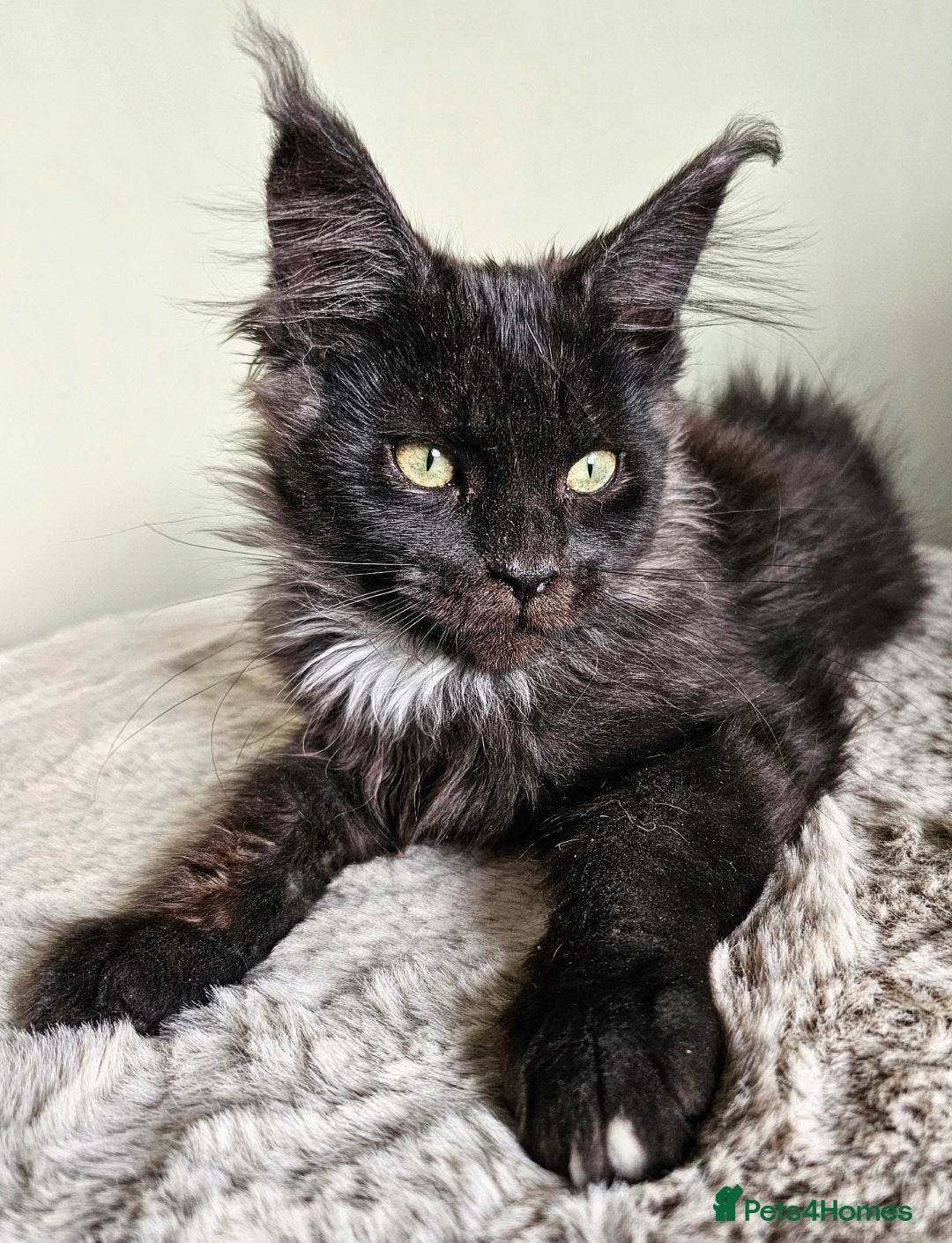 Maine Coon cats Maine Coon kittens looking for loving homes - Advert 3