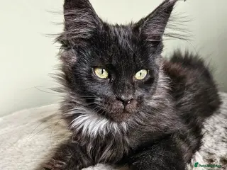 Maine Coon cats Maine Coon kittens looking for loving homes - Advert 3