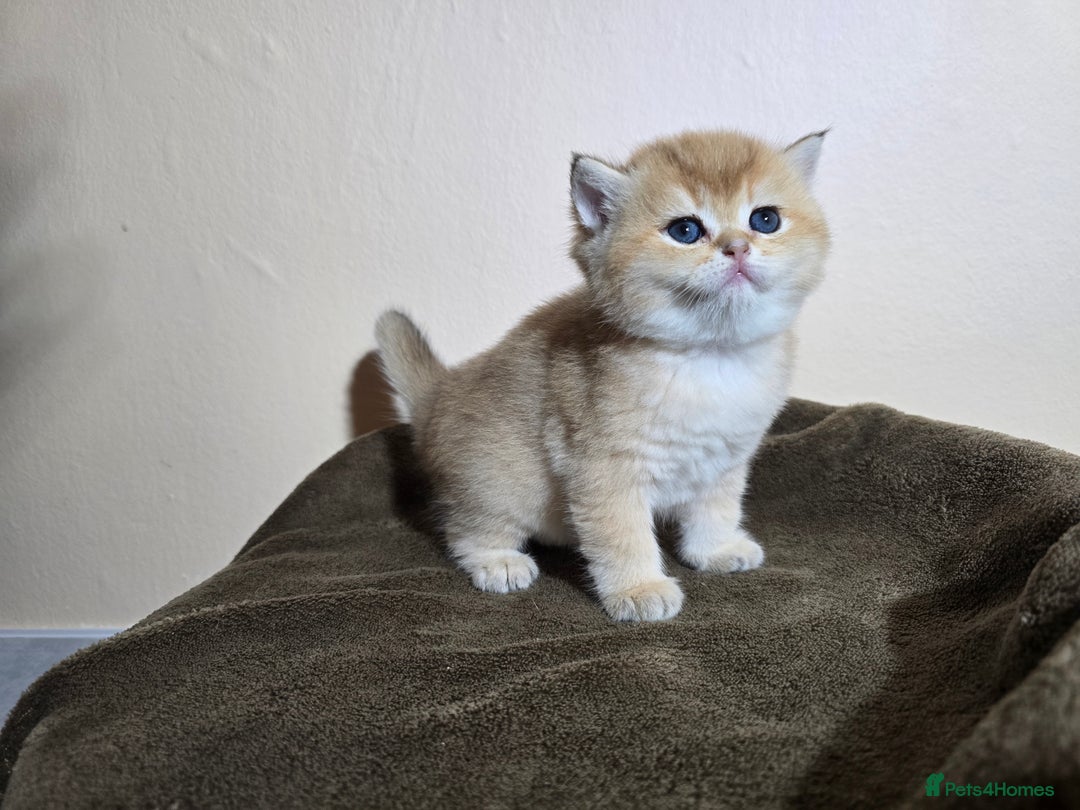 British Shorthair cats for sale: Pedigree golden British shorthair and longhair  - Advert 12