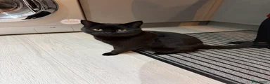 All black male 