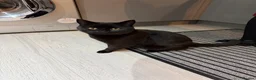 Mixed Breed cats for sale: Cats for sale  - Advert 10