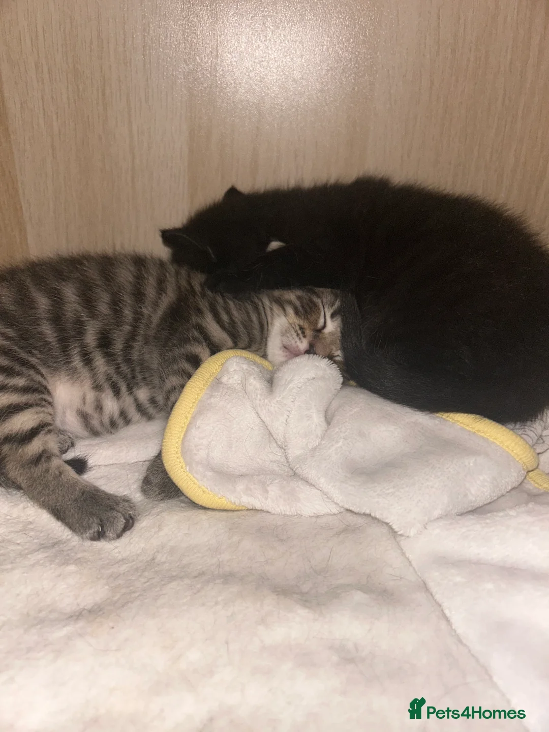 Mixed Breed cats for sale: Beautiful kittens  - Advert 23