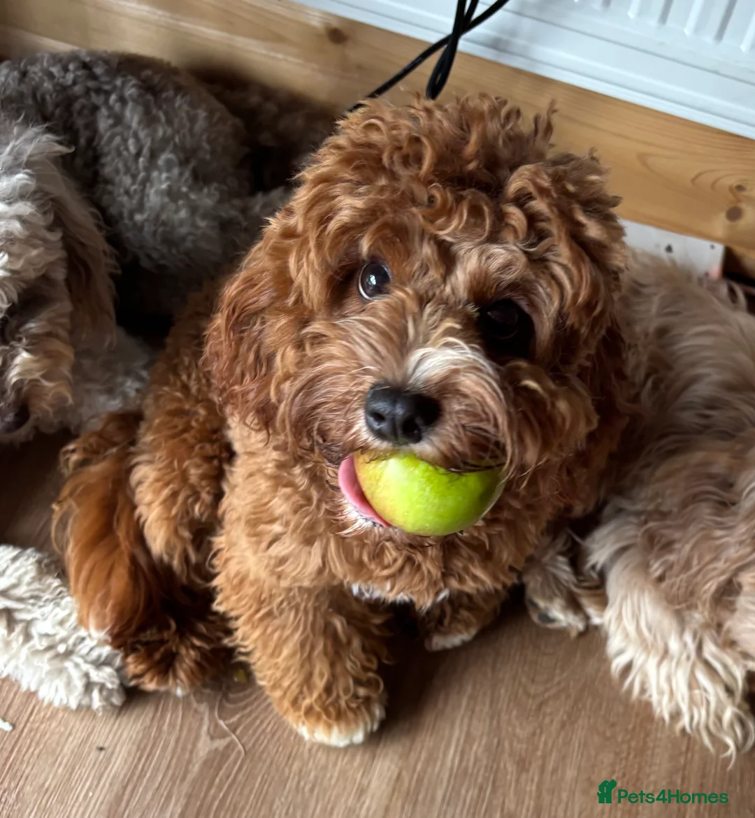 Cavapoo dogs for stud: PROVEN F1 Red Cavapoo stud-DNA Fully health tested - Advert 12