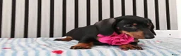Miniature Dachshund dogs for sale: ❤️🐶Miniature dachshund pupppy ❤️🐶 - Advert 3