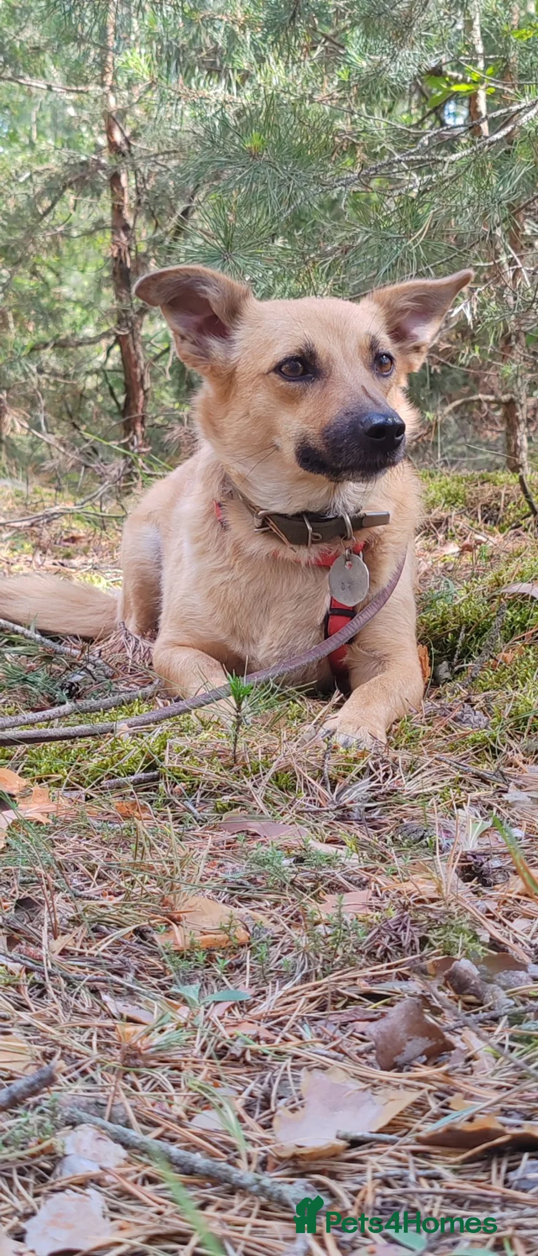 Border Collie dogs for adoption: RHONDA – Border Collie (Female) - Advert 3