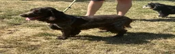 Cocker Spaniel dogs for sale: Show type chocolate roan dog in ELY - Advert 3