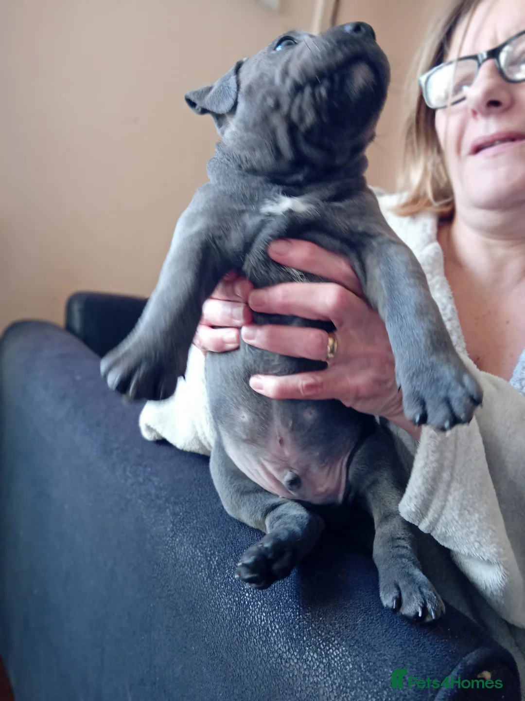 Staffordshire Bull Terrier dogs for sale: KC reg blue Staffordshire bull terrior  - Advert 9